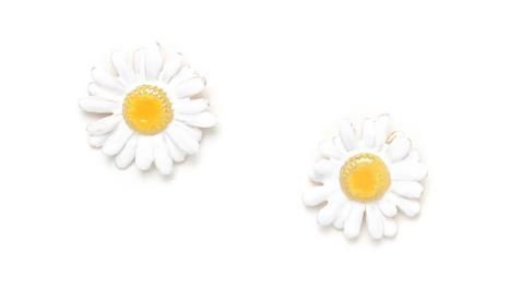Daisy