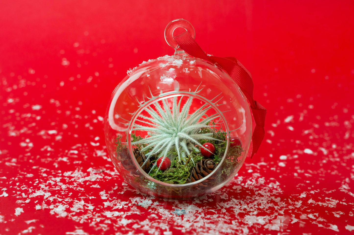 Air Plant Shop - Festive Forest Ornaments with Red Abdita and White Tectorum