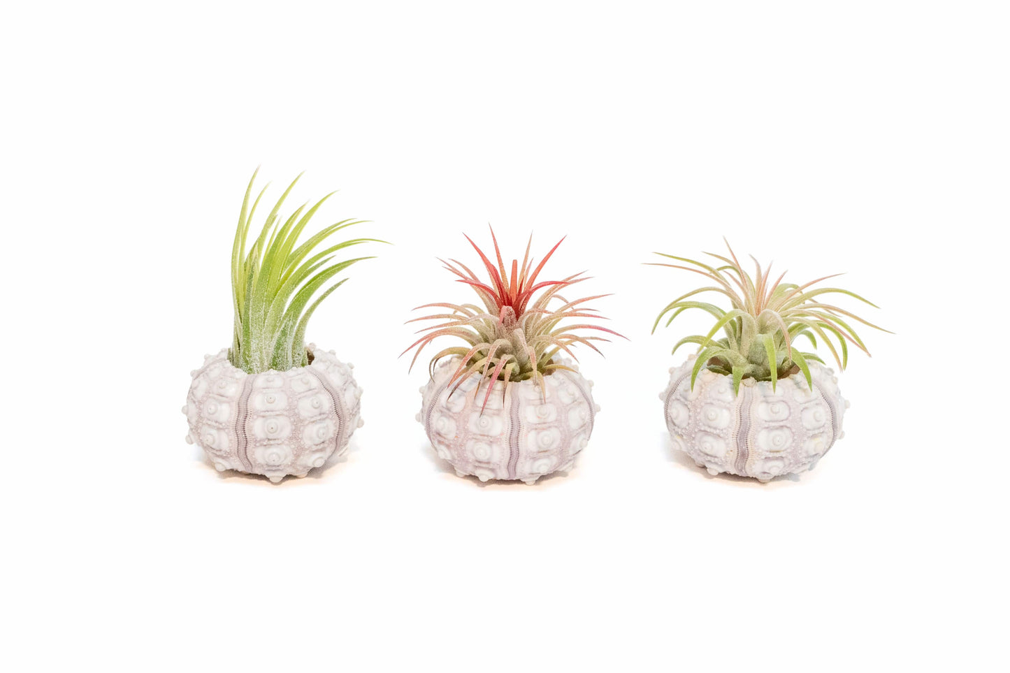 Air Plant Shop - Sputnik Urchin Shells with Tillandsia Ionantha Air Plants