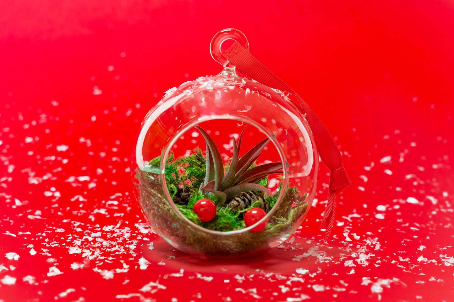 Air Plant Shop - Festive Forest Ornaments with Red Abdita and White Tectorum