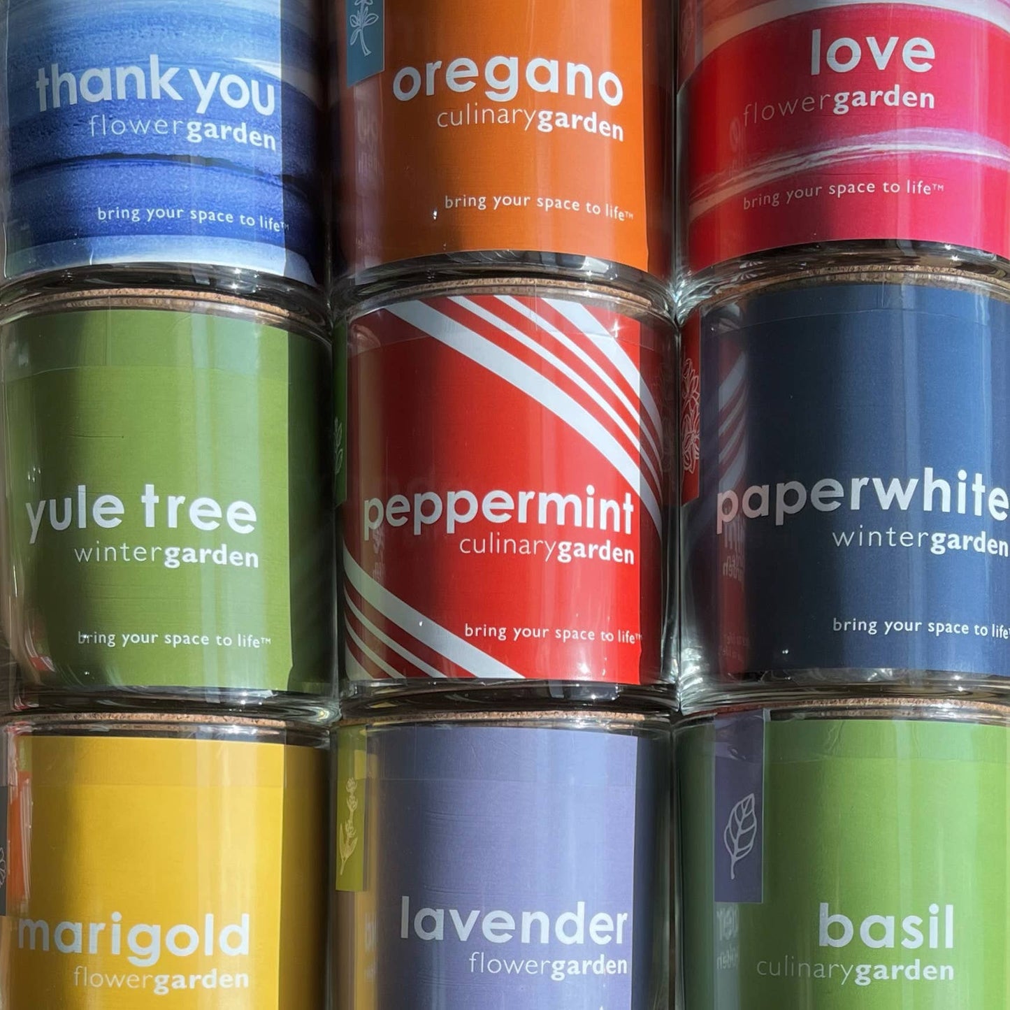 Potting Shed Creations, Ltd. - Essential | Paperwhites | Fall & Christmas | Best Seller