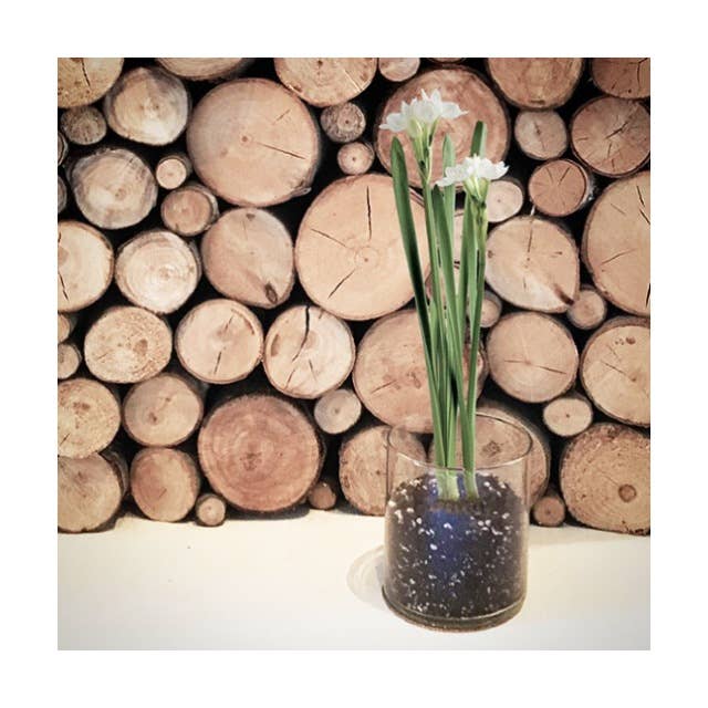 Potting Shed Creations, Ltd. - Essential | Paperwhites | Fall & Christmas | Best Seller