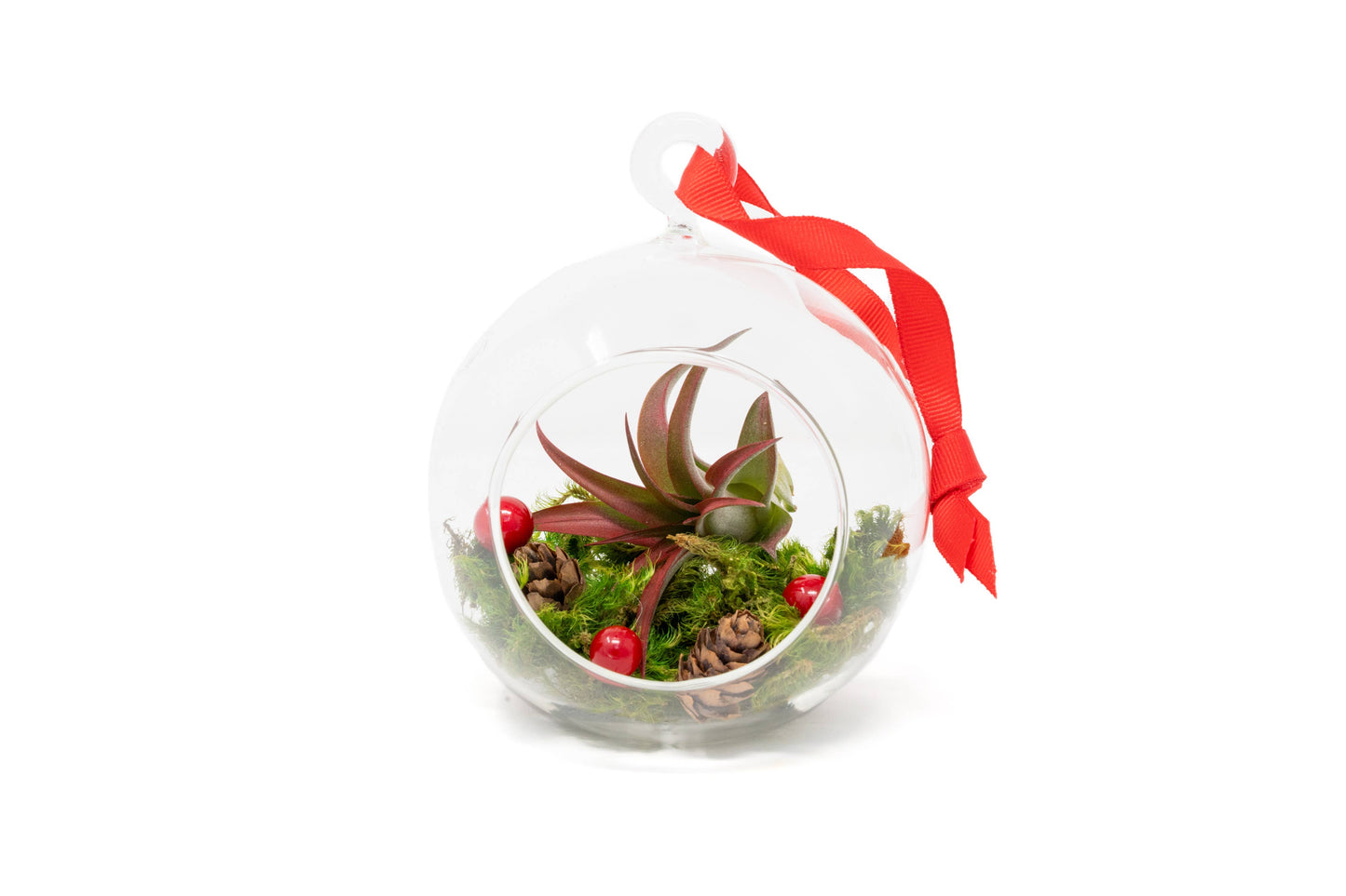 Air Plant Shop - Festive Forest Ornaments with Red Abdita and White Tectorum