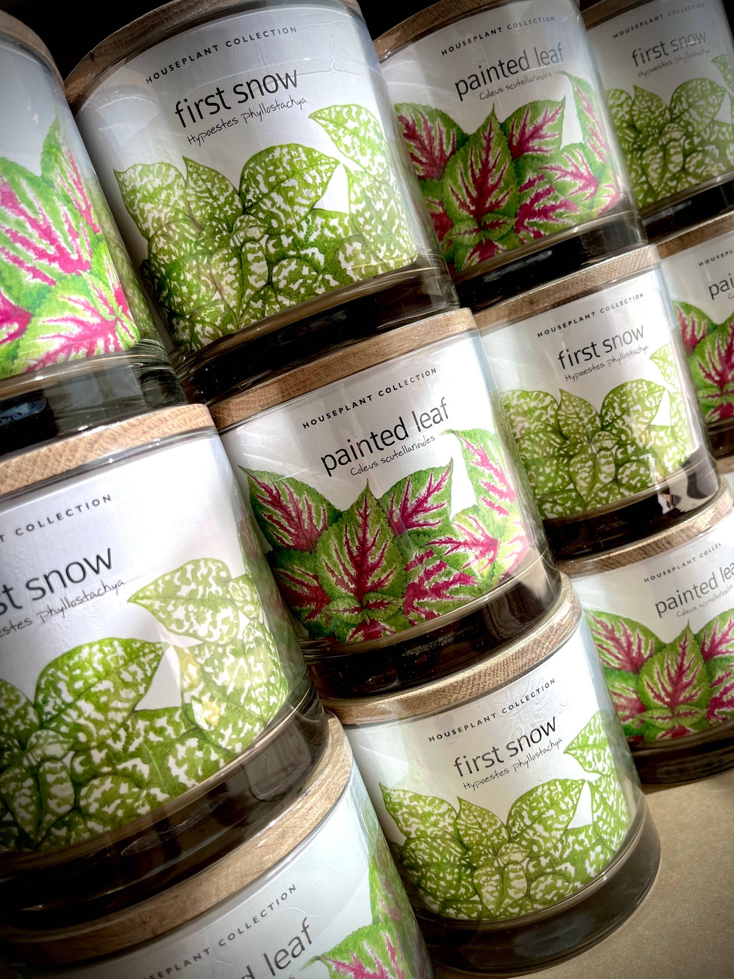 Potting Shed Creations, Ltd. - Houseplant Collection | Chocolate Mint Coleus