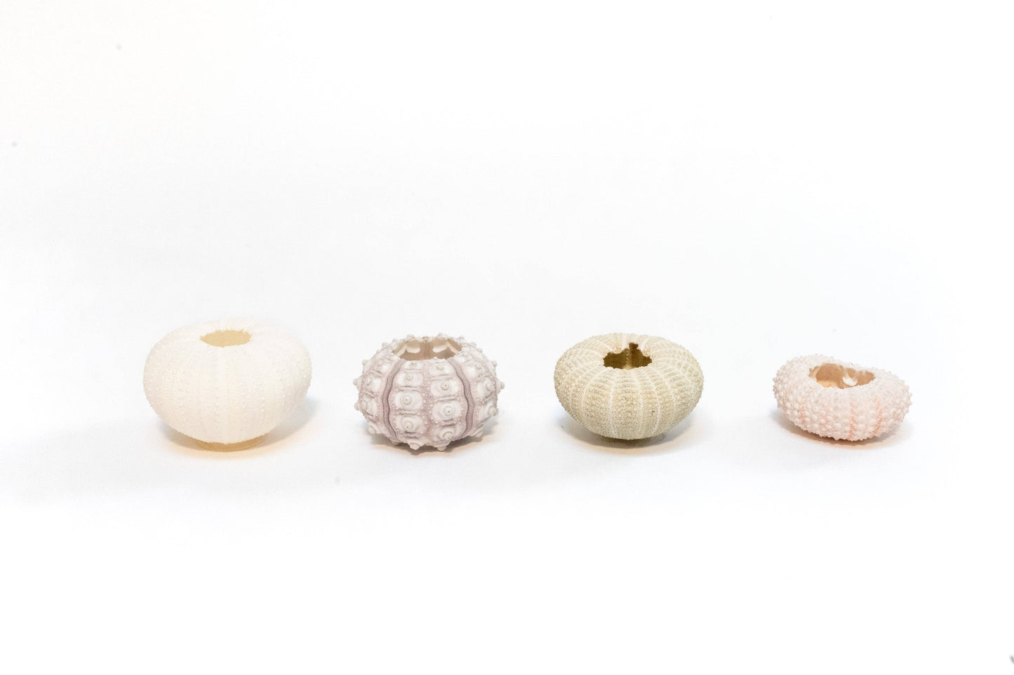 Air Plant Shop - Sputnik Urchin Shells with Tillandsia Ionantha Air Plants