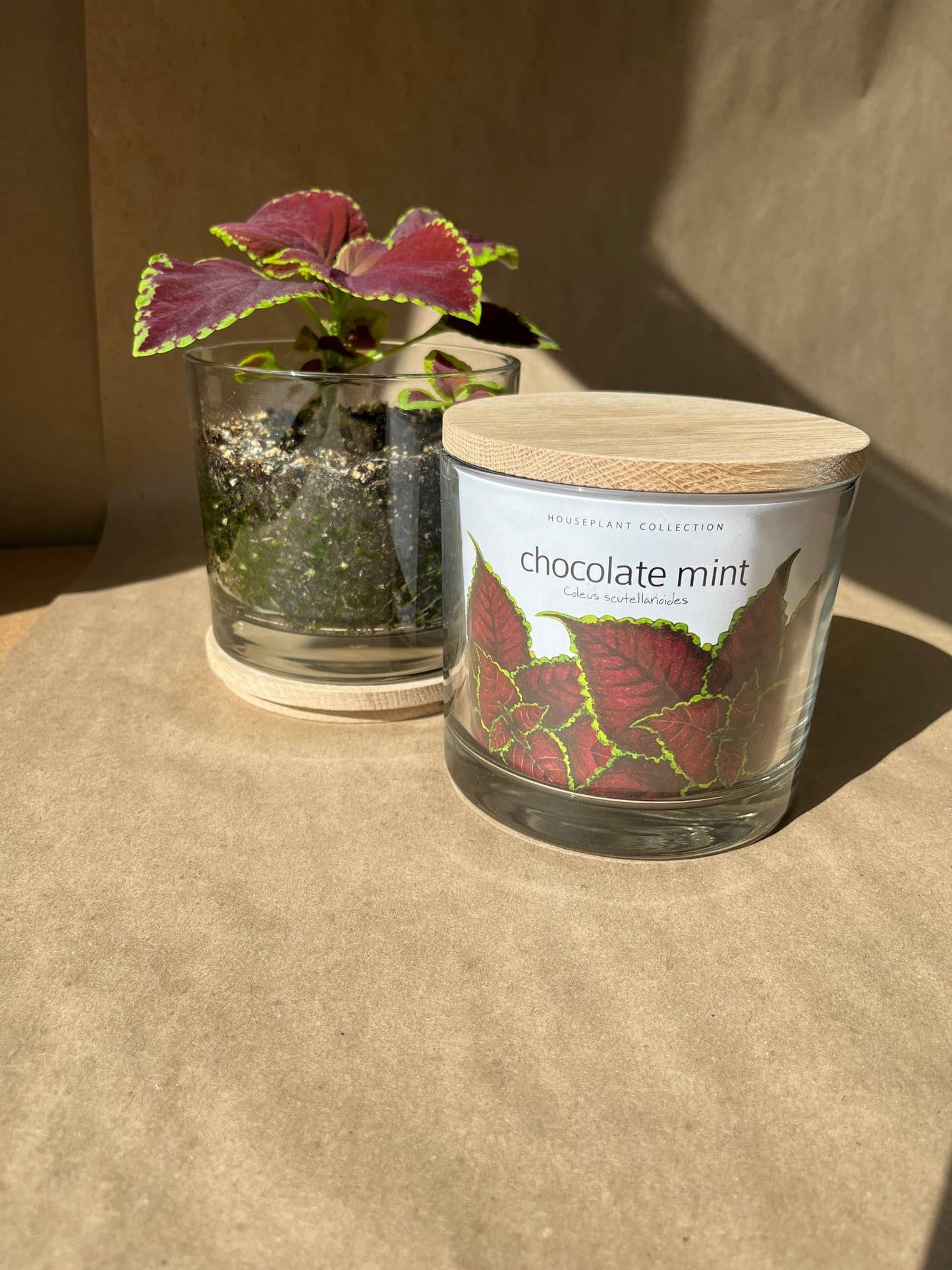 Potting Shed Creations, Ltd. - Houseplant Collection | Chocolate Mint Coleus