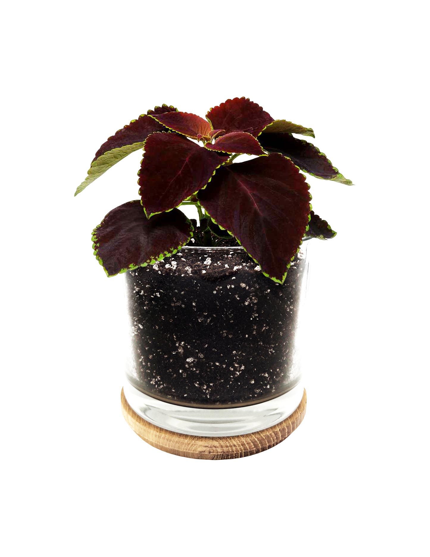 Potting Shed Creations, Ltd. - Houseplant Collection | Chocolate Mint Coleus