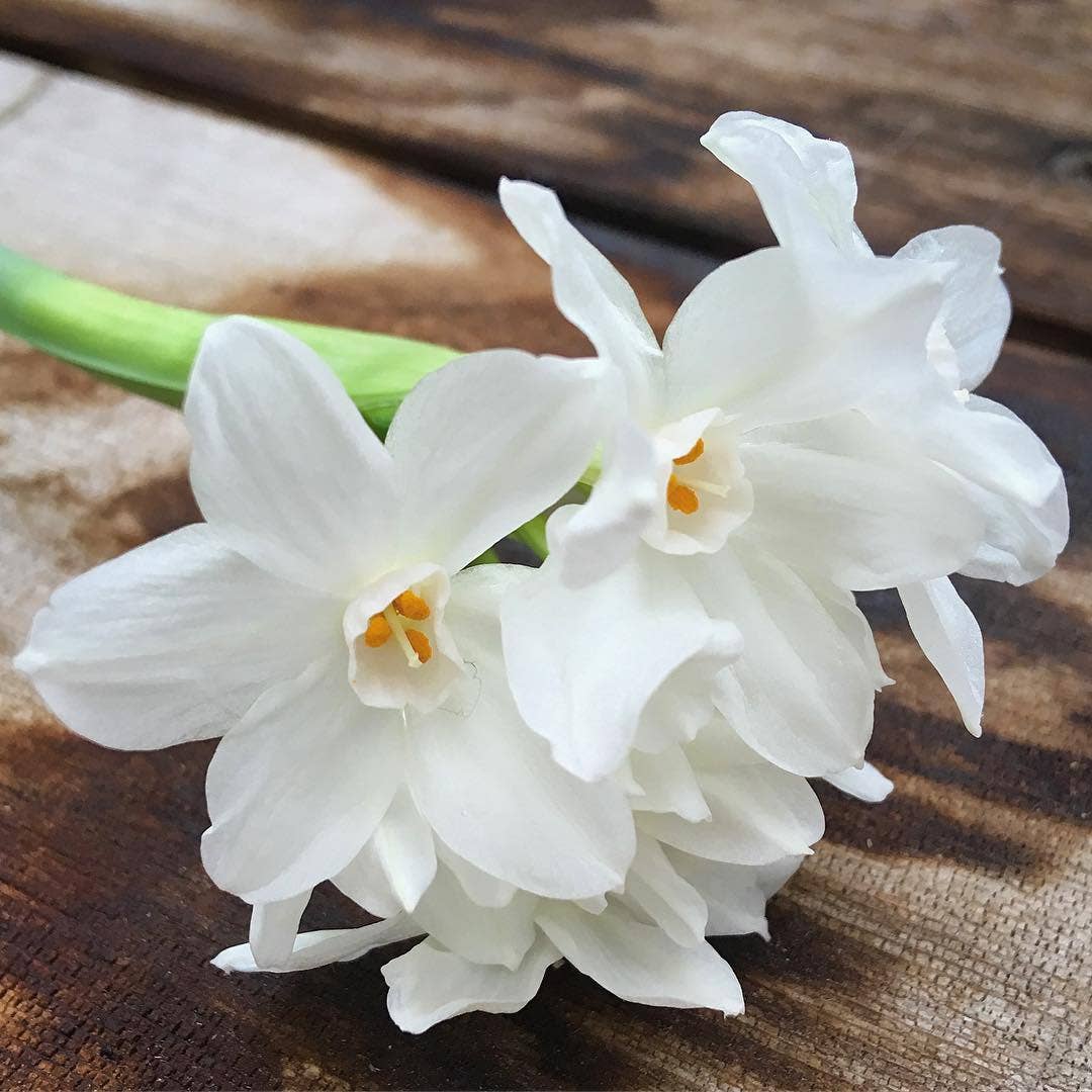 Potting Shed Creations, Ltd. - Essential | Paperwhites | Fall & Christmas | Best Seller