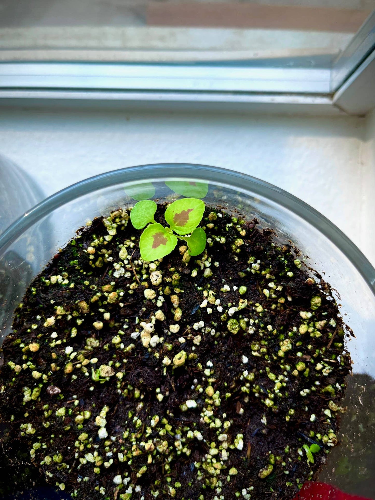 Potting Shed Creations, Ltd. - Houseplant Collection | Chocolate Mint Coleus