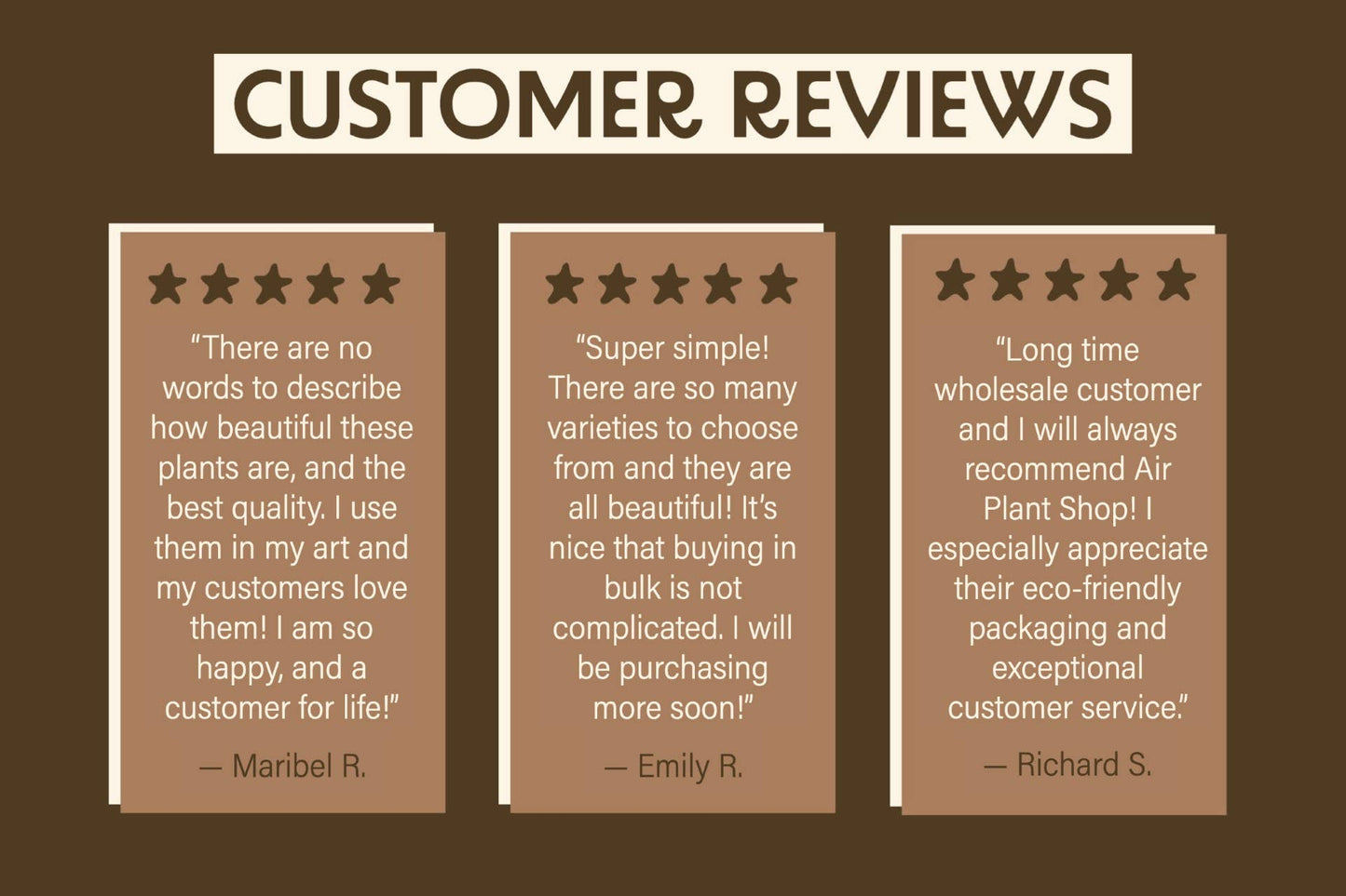 Air Plant Shop - Sputnik Urchin Shells with Tillandsia Ionantha Air Plants