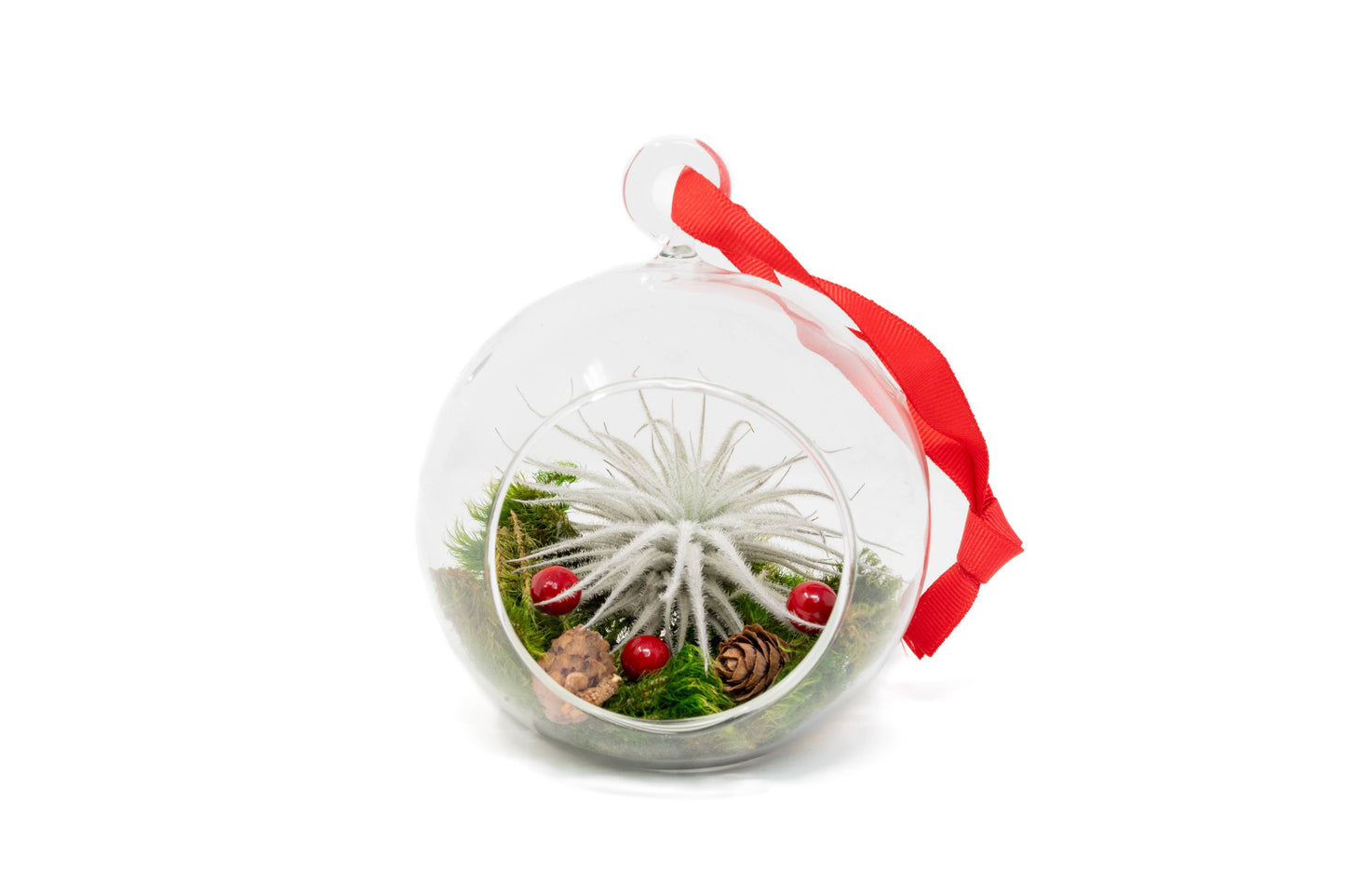 Air Plant Shop - Festive Forest Ornaments with Red Abdita and White Tectorum
