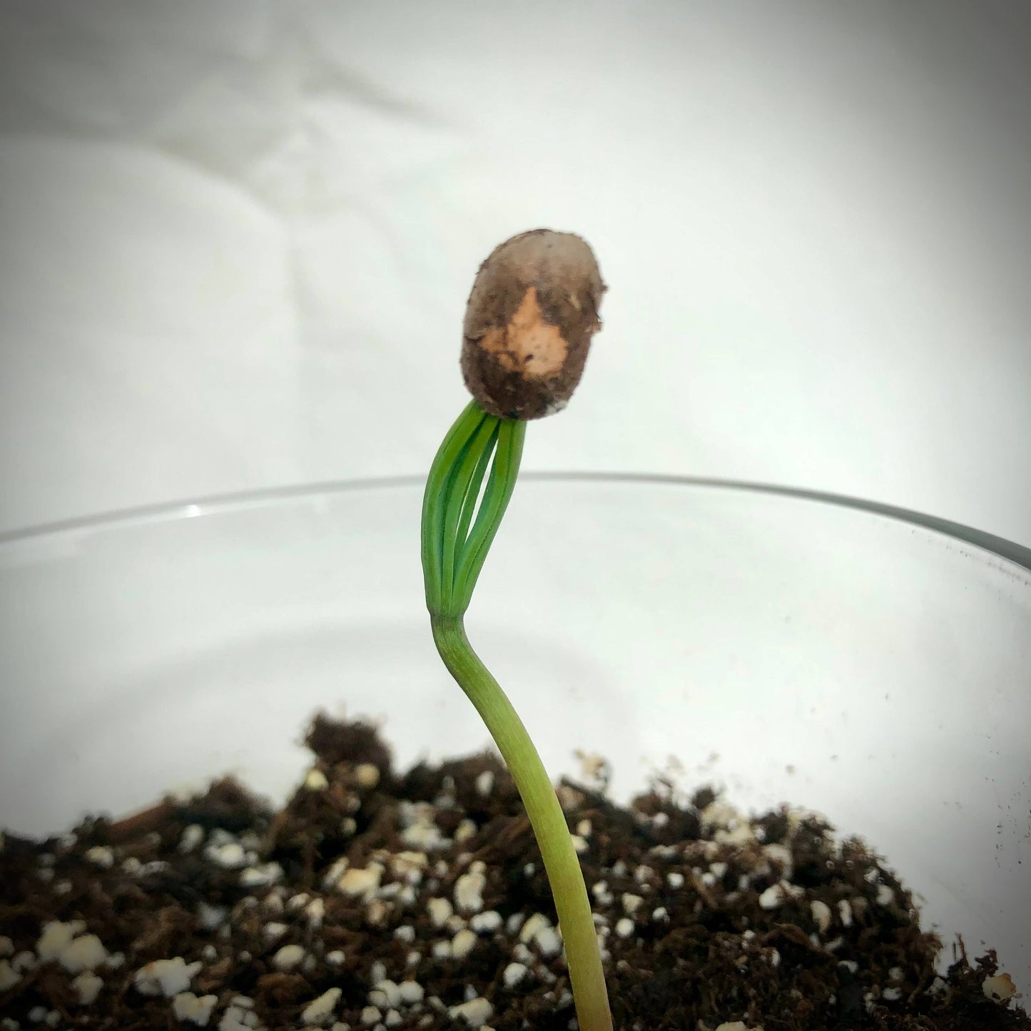 Potting Shed Creations, Ltd. - Essential | Christmas Tree | Hostess gift | Teacher gift