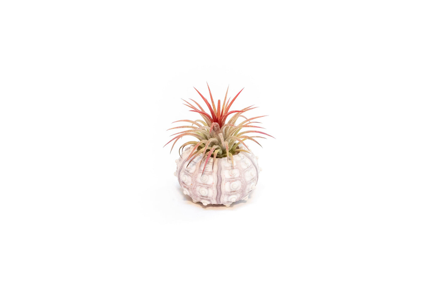 Air Plant Shop - Sputnik Urchin Shells with Tillandsia Ionantha Air Plants