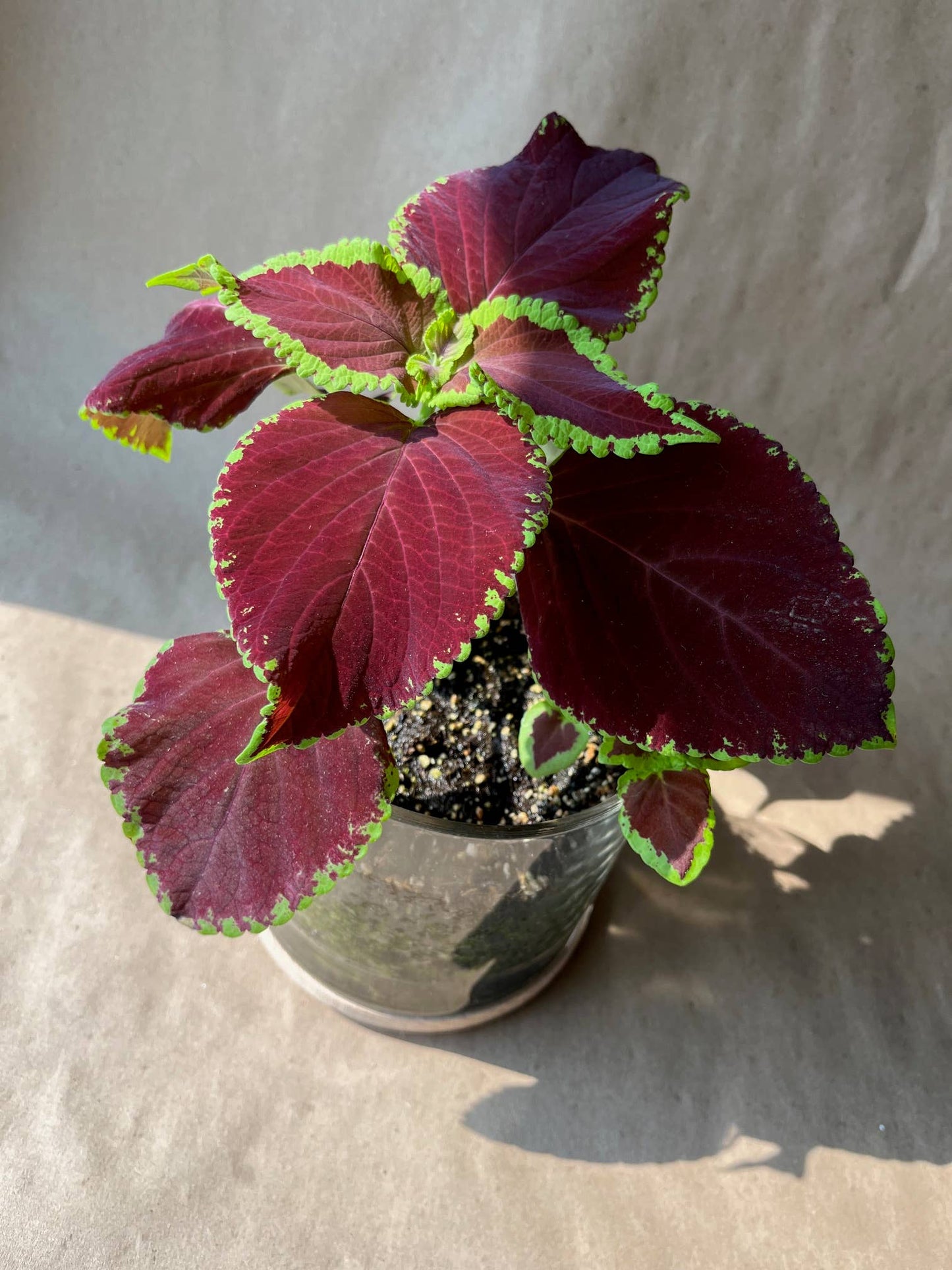 Potting Shed Creations, Ltd. - Houseplant Collection | Chocolate Mint Coleus