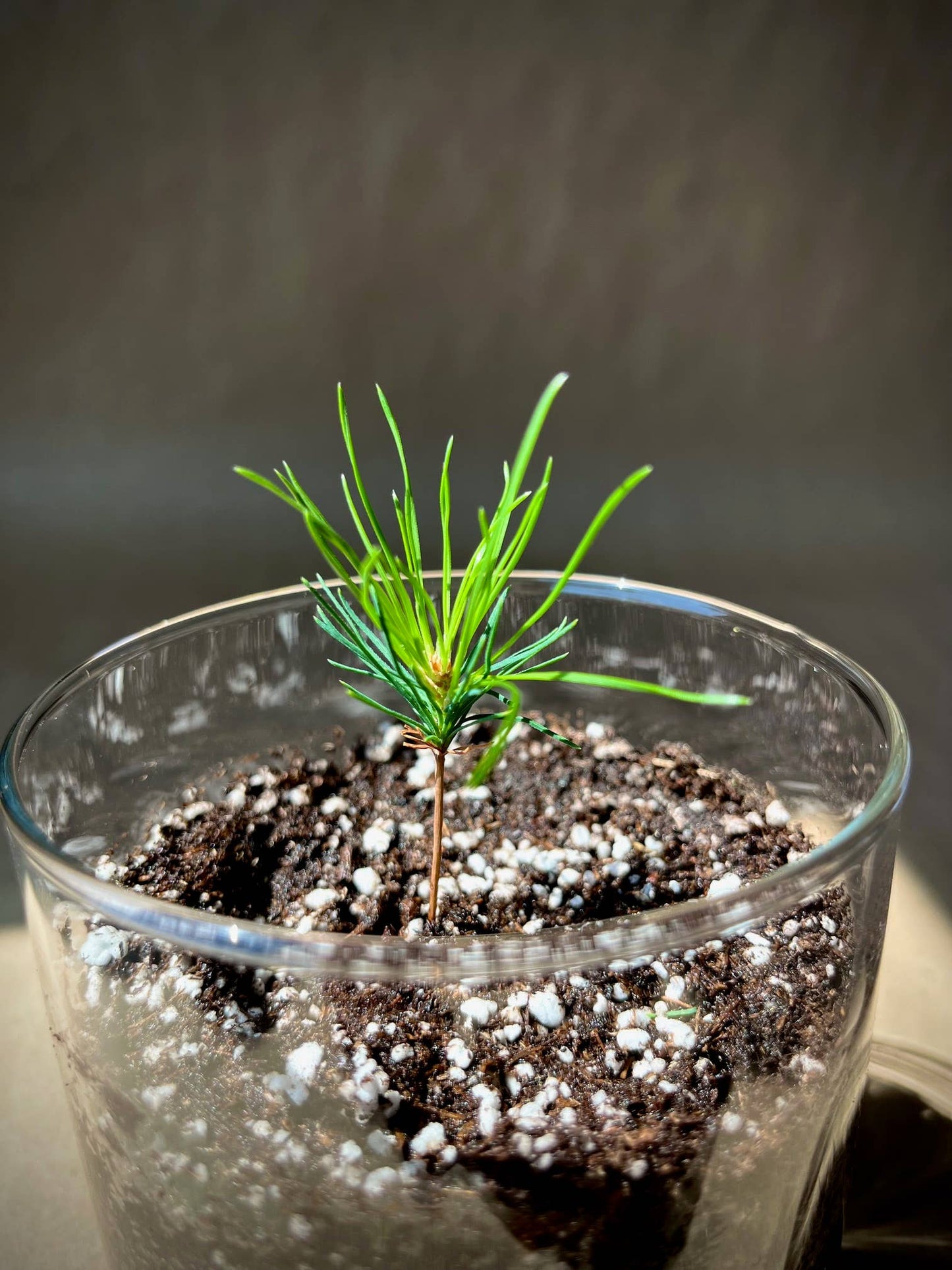 Potting Shed Creations, Ltd. - Essential | Christmas Tree | Hostess gift | Teacher gift