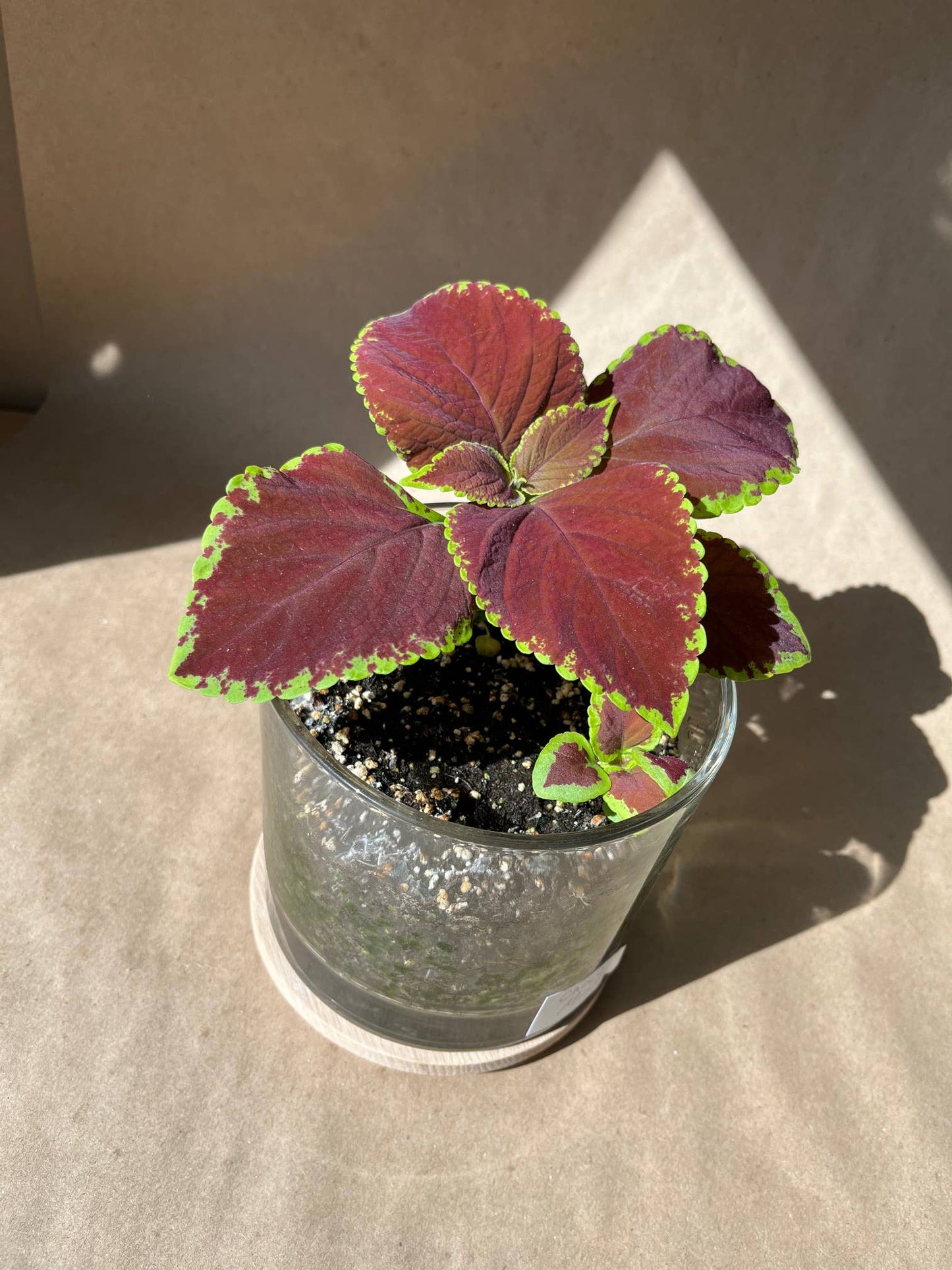 Potting Shed Creations, Ltd. - Houseplant Collection | Chocolate Mint Coleus