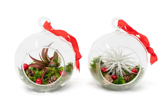 Air Plant Shop - Festive Forest Ornaments with Red Abdita and White Tectorum