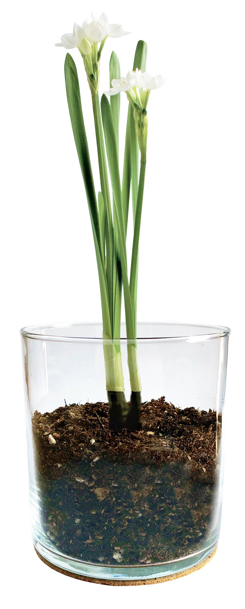 Potting Shed Creations, Ltd. - Essential | Paperwhites | Fall & Christmas | Best Seller