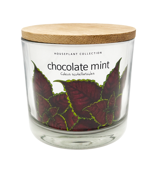 Potting Shed Creations, Ltd. - Houseplant Collection | Chocolate Mint Coleus