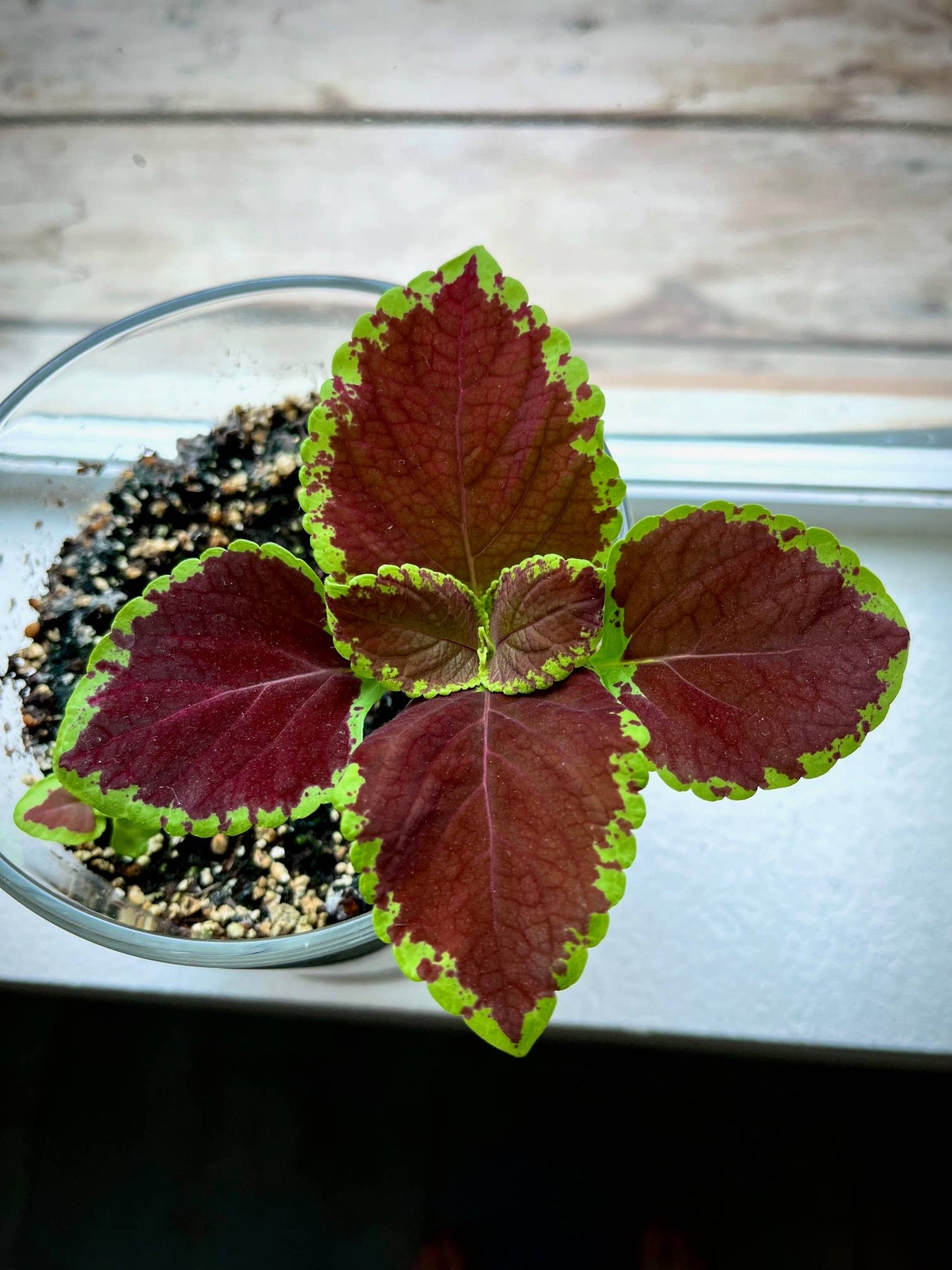 Potting Shed Creations, Ltd. - Houseplant Collection | Chocolate Mint Coleus