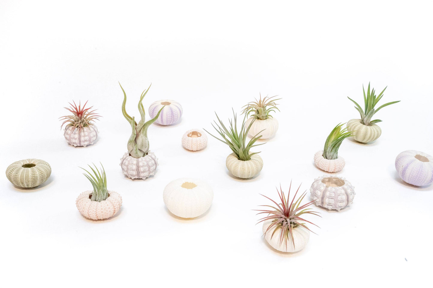 Air Plant Shop - Sputnik Urchin Shells with Tillandsia Ionantha Air Plants